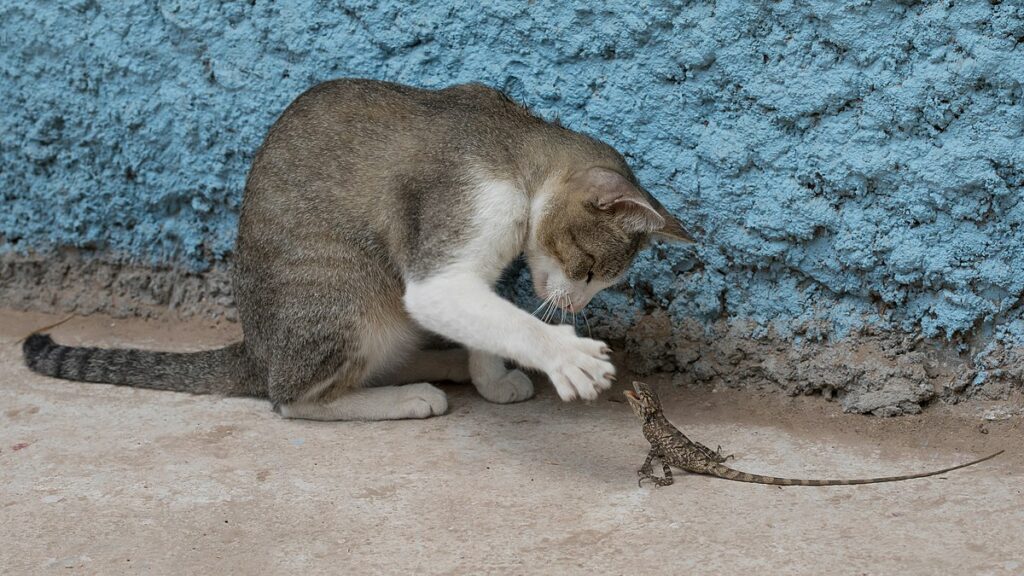 Cat Playing with Lizard